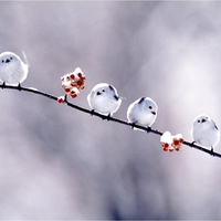 Small White Birds