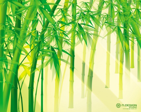 bamboo forest - nature, green