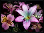 Lilies