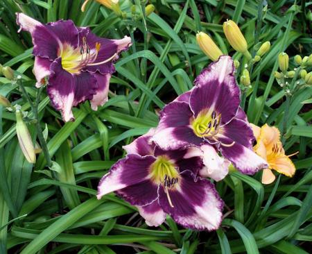 Purple flowers - purple, flowers