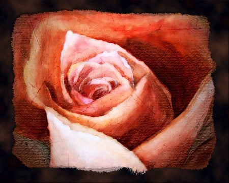 Rose - paint, roses