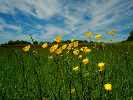 rising from green - flowers, nature, yellow, fields, green