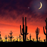 Saguaro National Park Arizona