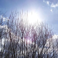 Winter Trees & Sun