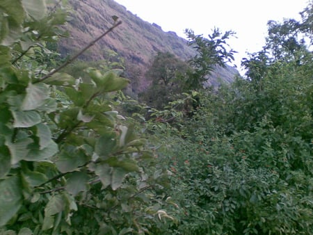 Jungle side walk - hillside, sunset, walk