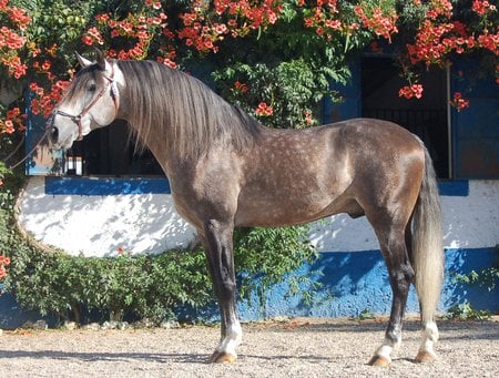 Tenor The Lusitanian Stallion - dappled grey, lusitanian, iberian horse, portugal, grey, horses, tenor, stallions, animals, dappled