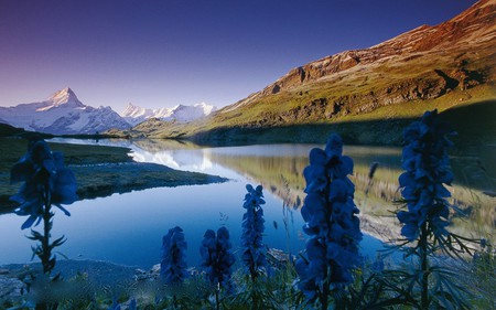 Grindelwald Berneroberland  - flowers, alps, picture, plants, lake, bach, mountain, wallpaper