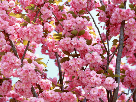 nature - rose, nature