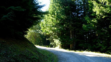 Another Corner - widescreen, corner, trees, road, forest, washington, sun