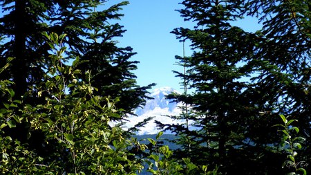 Peeking - widescreen, trees, forest, washington, mountain