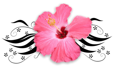 Pink flower - vector, flowers