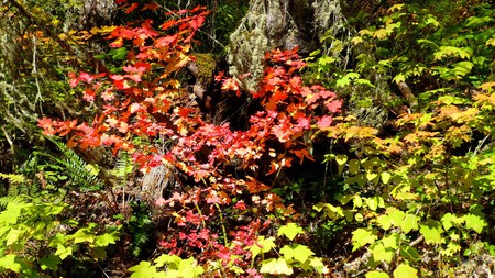 Beside the Trail - widescreen, fall, trees, autumn, seasons, washington, leaves