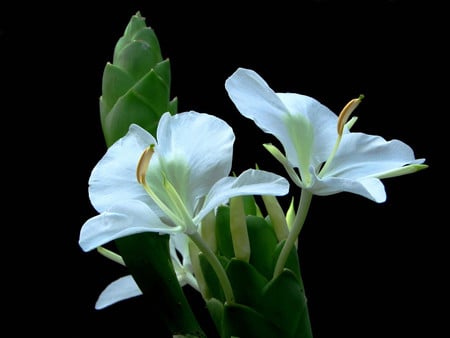 White flowers - white, flowers