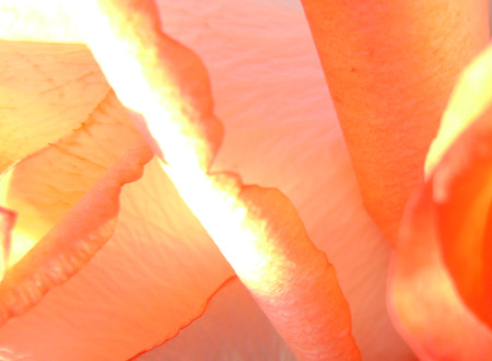 Kiss of sunlight - glow, petals, light, orange