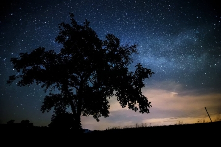 Nature - nature, sky, tree, silhouette