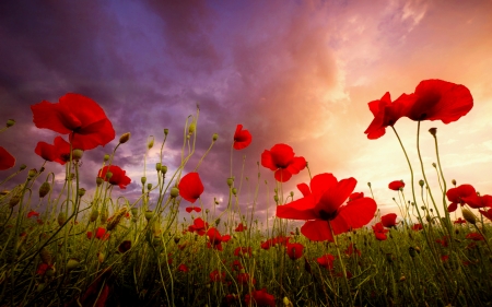 Summer field - sky, clouds, beautiful, summer, field, flowers, grass, poppies