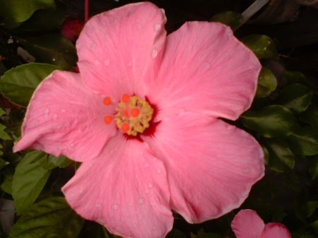 rain drops - nature, fields, beautiful flower, lovely flowers