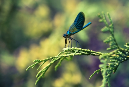 Dragonfly - insect, blue, green, dragonfly