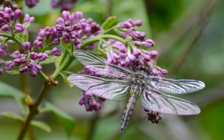 Dragonfly - green, wings, lilac, insect, spring, flower, pink, dragonfly