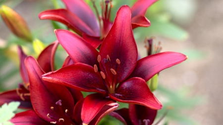 Lily - Liliaceae, Red, Flowers, Lilium, Carmine, Yuri, 3840x2160, Lily, 4K, Flower, Wine Red