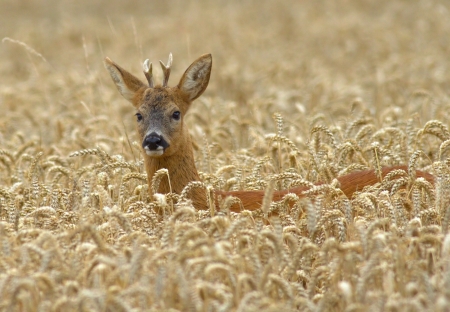 Deer - animal, field, deer, roe, cute, horns