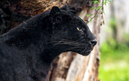 Panther - black, jaguar, animal, panther