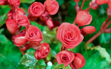 Begonia - begonia, flower, red, green