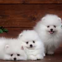 Pomeranians