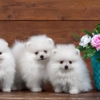 Pomeranian Wallpapers - Page 2 - Desktop Nexus