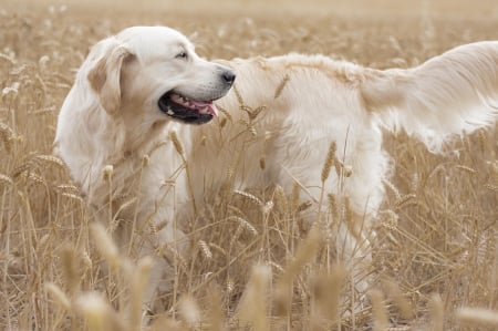 Golden Retriever - golden retriever, dog, animal, summer, field