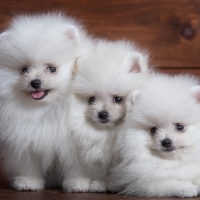 Pomeranians