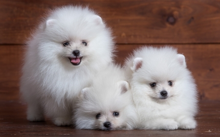 Pomeranians - white, brown, cute, sweet, puppy, pomeranian, spitz, fluffy