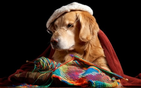 The artist - artist, hat, golden retriever, colorful, funny, black, dog, animal, cute