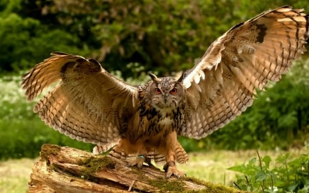 Horned Owl - owl, animals, nature, eyes