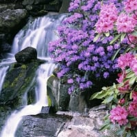 Waterfall and Flowers