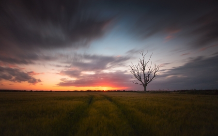 Sunset - nature, sky, tree, sunset