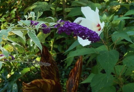 Garden Composition - white, summer, hibiscus, canna, leaves, blue