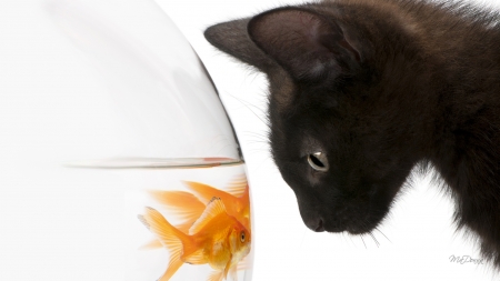 Eye To Eye - playful, goldfish, fishbowl, fish, cat