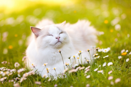 Enjoying Summer ♥ - summer, photography, daisy, grass, sweet, cat, cute, adorable, kitty