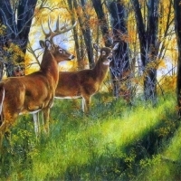 Whitetail Deer