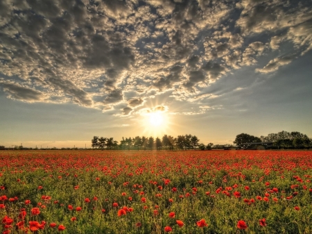 Sunset Over the Poppies Field - nature, red, clouds, sunset, field, poppies