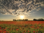 Sunset Over the Poppies Field