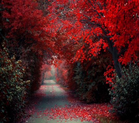 Red_Autumn_road - road, red, beautiful, autumn