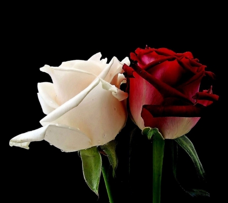 Roses - rose, white, red, dark