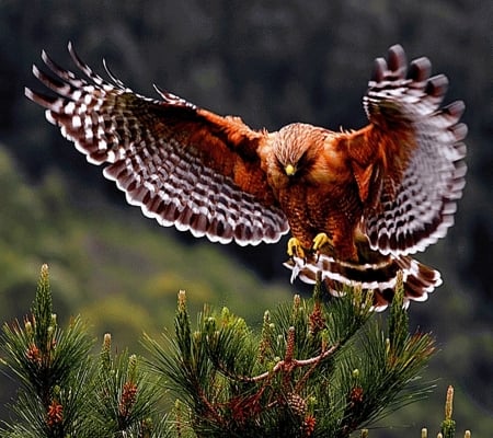 wild owl