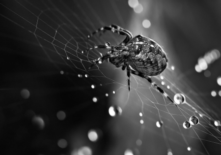 Spider - spider, marcus pusch, web, black, white, autumn, water drops, macro, bw, insect