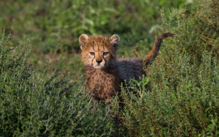 Cheetah - small, Cheetah, kid, cub