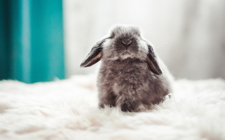 Rabbit - fluffy, ear, Rabbit, bunny