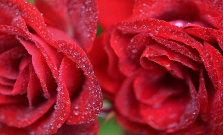 Red Roses - dew drops, nature, roses, red, beautiful, flowers