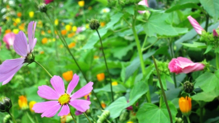 Cosmea - blossoms, petals, leaves, plants, garden